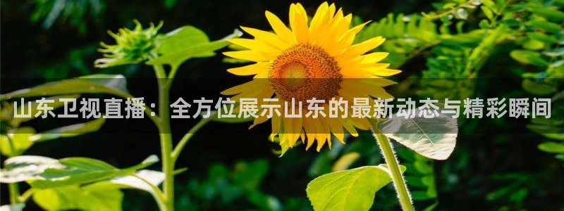 五星体育高清免费直播节目表